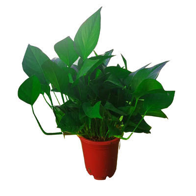 观叶植物