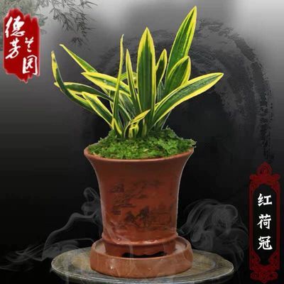 观叶植物