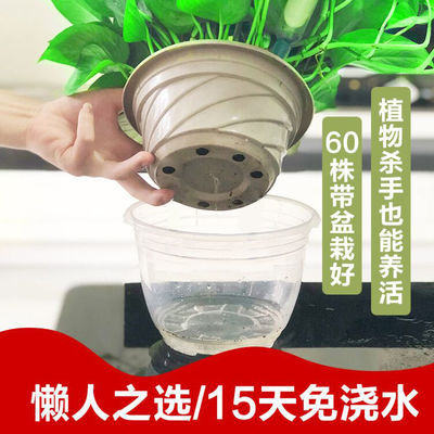 观叶植物
