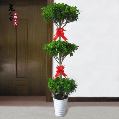 观叶植物