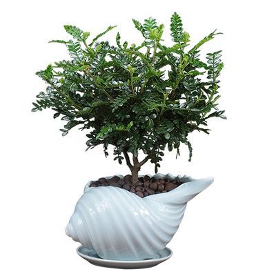 观叶植物