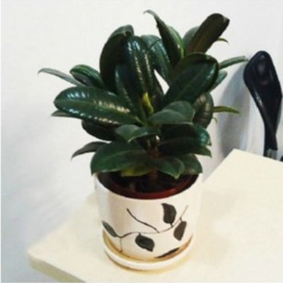观叶植物