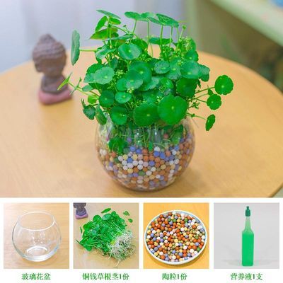 观叶植物