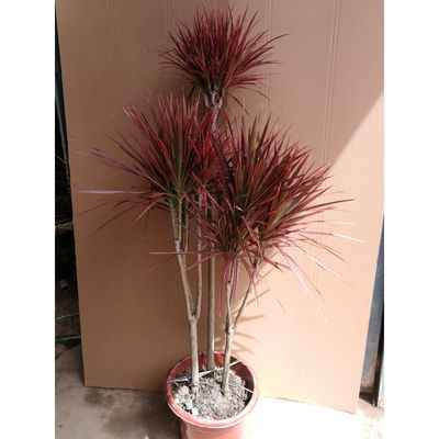 观叶植物