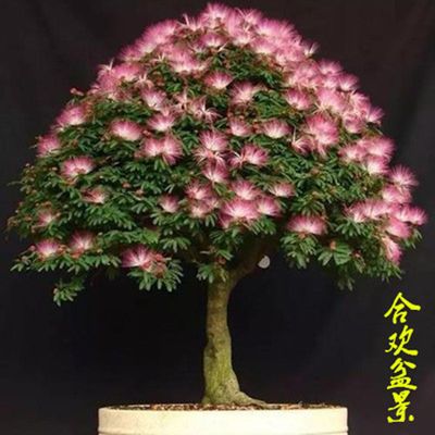 观叶植物