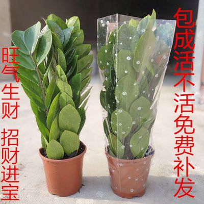 观叶植物