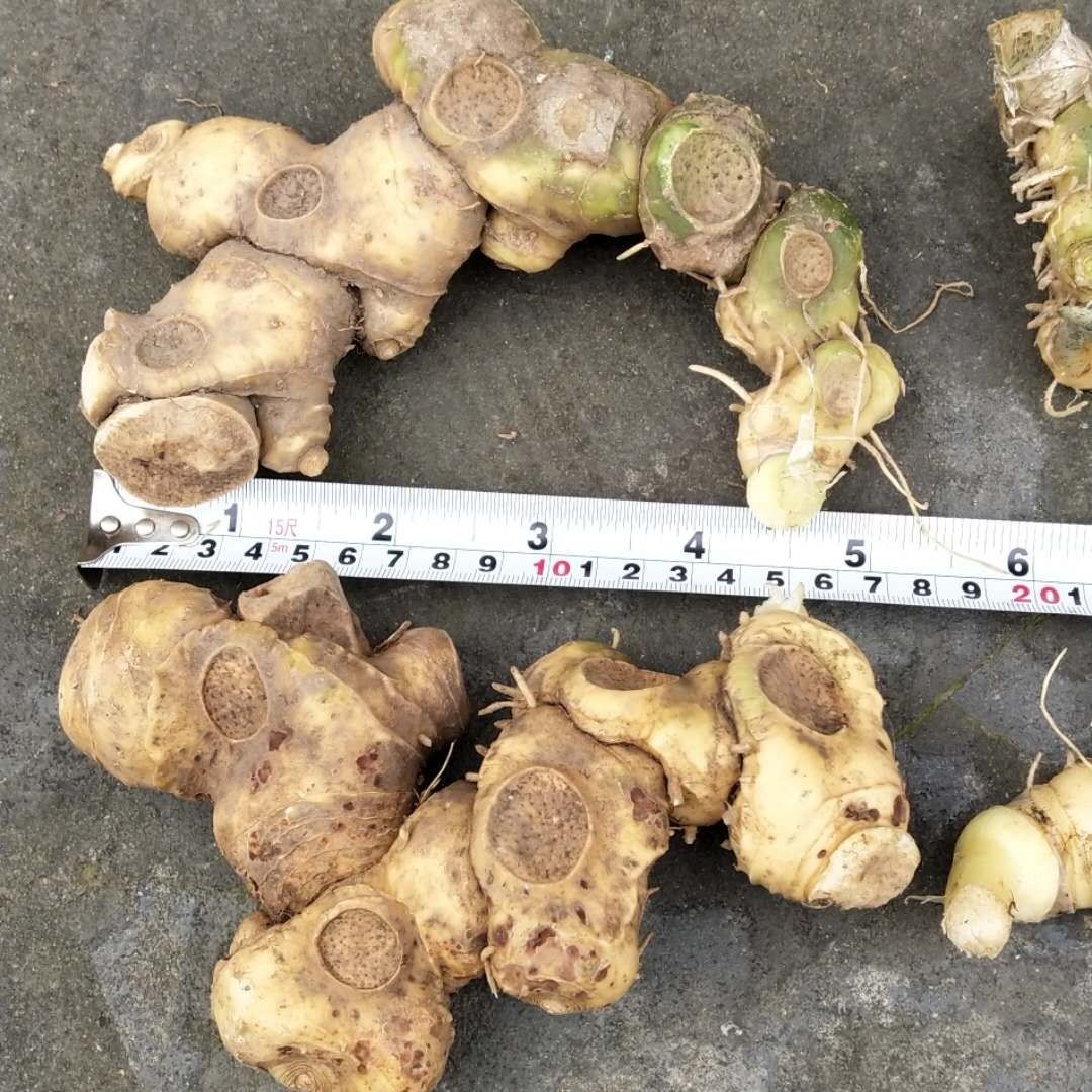 新鲜野生黄精贵州中药材野生姜鸡头黄精 中药材生黄精 姜黄5-7年【2月