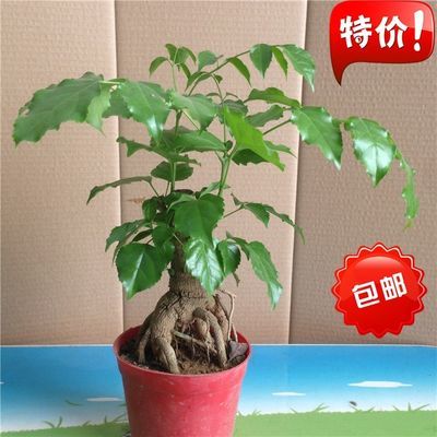 观叶植物