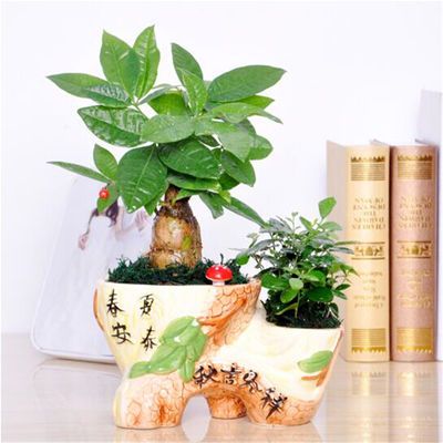 观叶植物
