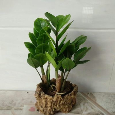 观叶植物