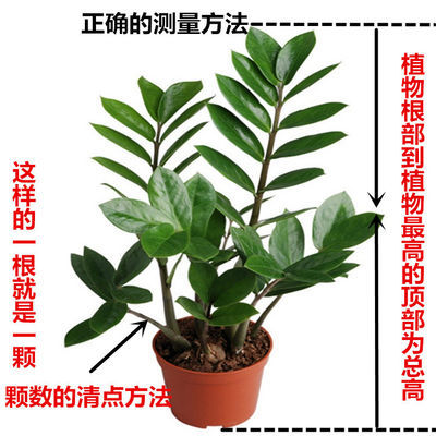 观叶植物