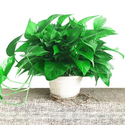 观叶植物