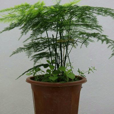 观叶植物