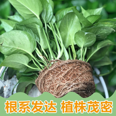观叶植物