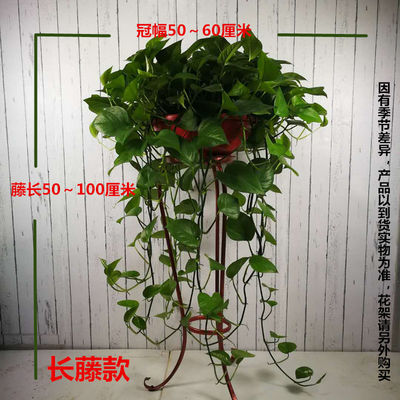 观叶植物