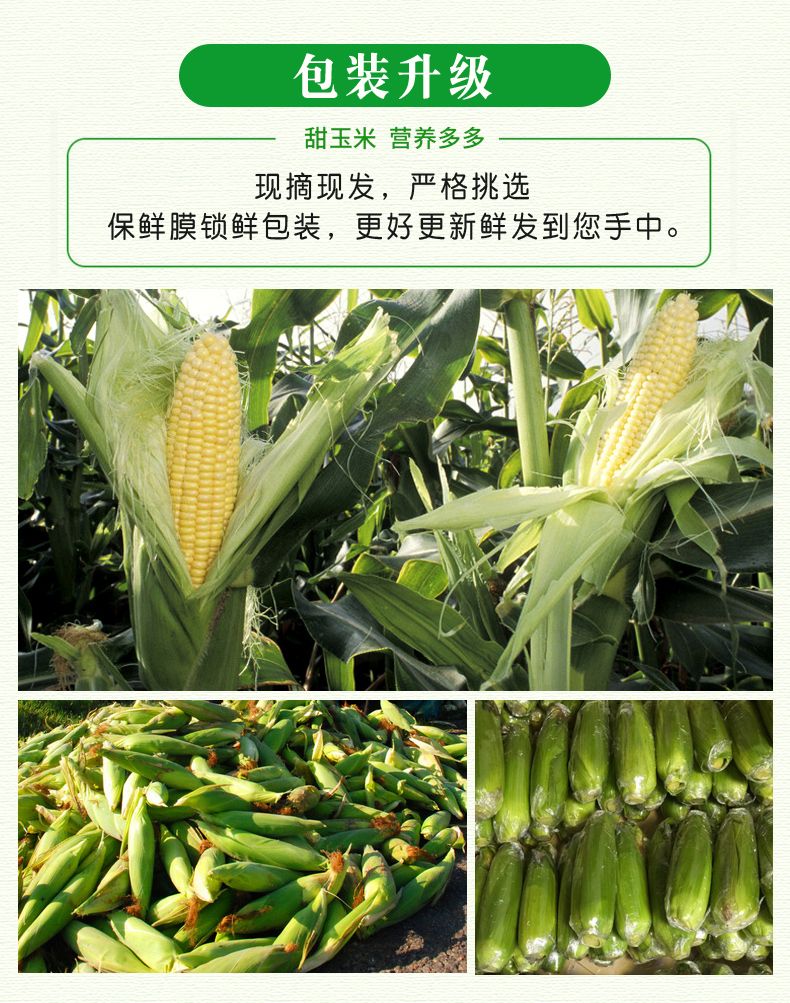 【10斤】现摘云南水果玉米甜玉米新鲜玉米棒子甜脆3/5斤包谷