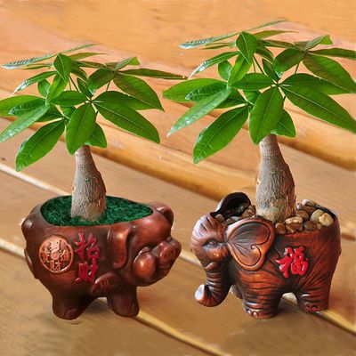 观叶植物