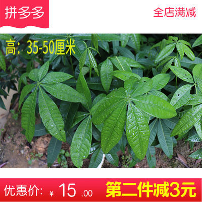 观叶植物