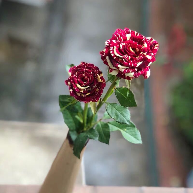 怎么养多头玫瑰 a9d893e6-df67-463b-927b-1da11c47a299.jpeg