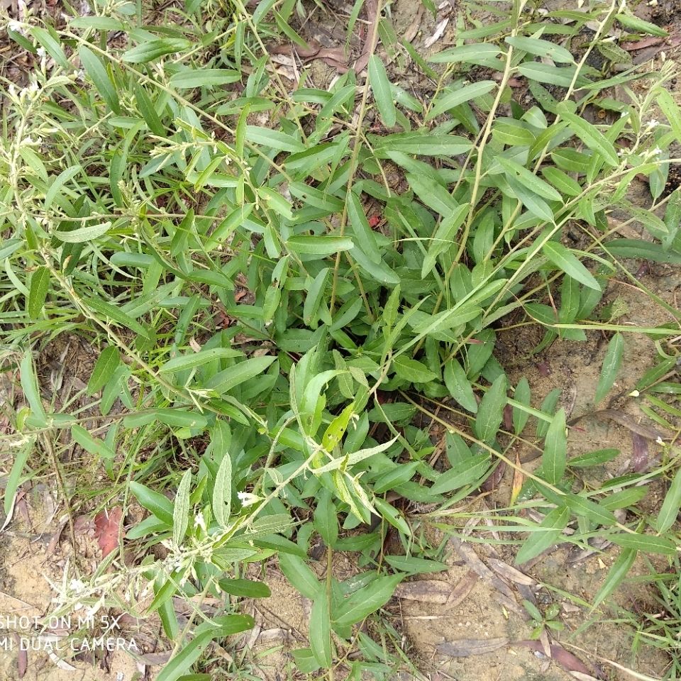 新鲜野生山芝麻 假芝麻 岗油麻山芝麻根山油麻坡油麻500克包邮