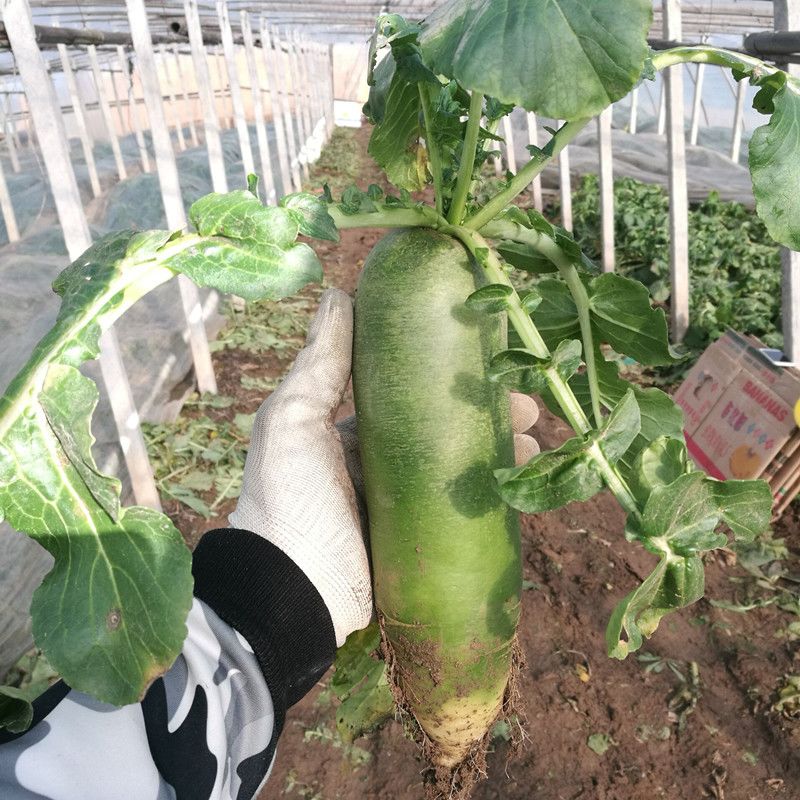 什么时候种白萝卜和胡萝卜 72fa4c85-a7d2-4de8-9694-94429a143aaf.jpg