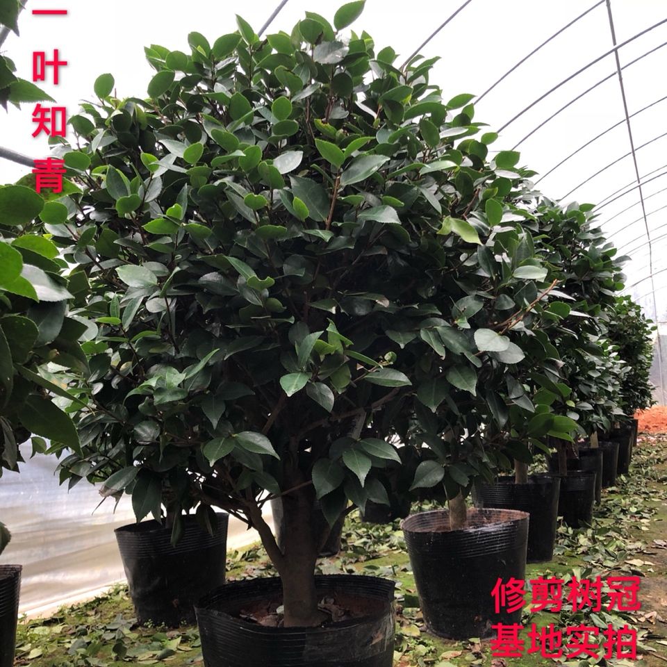 盆栽花树 83dc6299-d9a9-49df-8f28-e4b5b5537874.jpeg