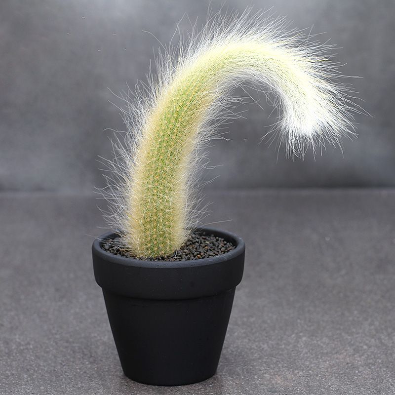 九尾狐盆栽进口长毛多肉植物稀有品种猴尾柱开花仙人掌室内小盆景
