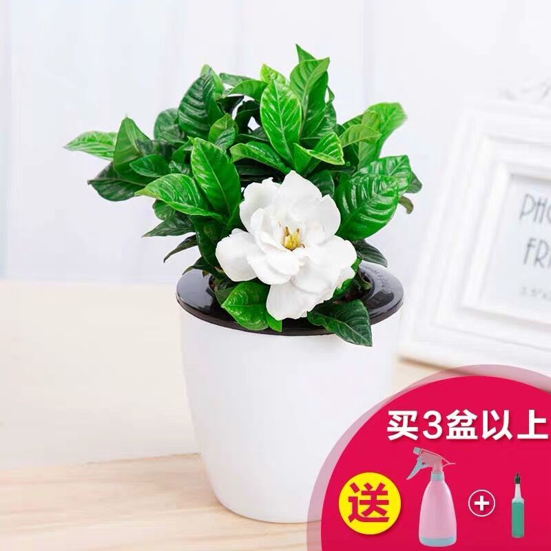 绿植盆栽室内批发小型 274f7e7b-62ff-4052-a7a6-6f27d2336c75.jpg