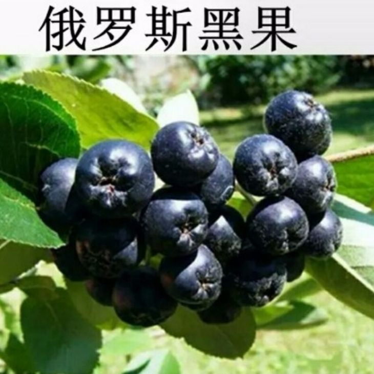 俄罗斯进口正品保真野生植物小黑果komsomlshl糖友好伴侣100g包邮【3