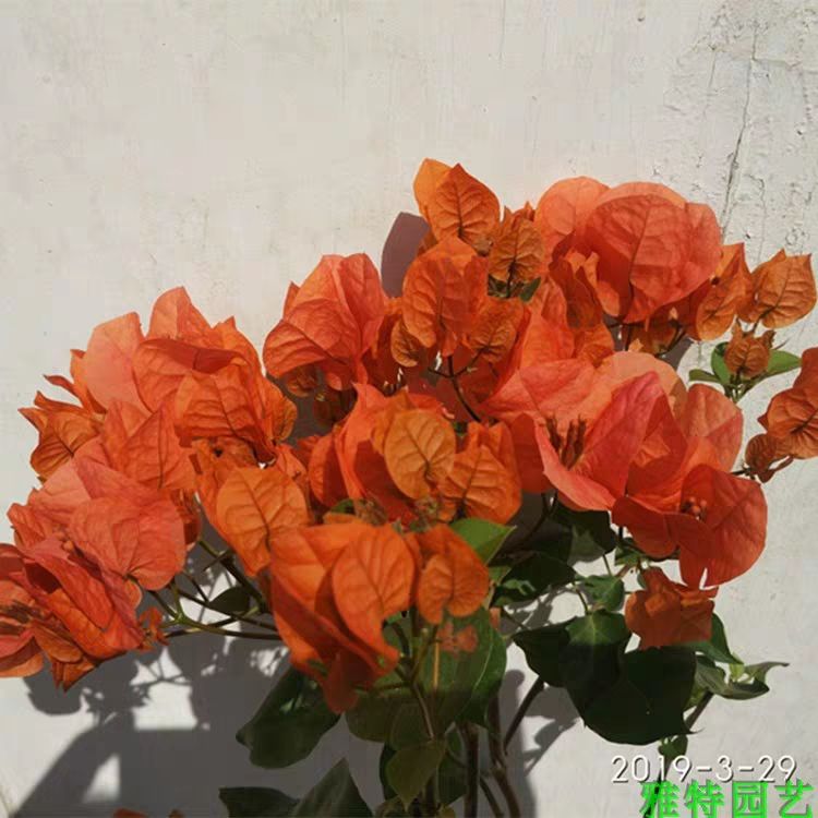 绿叶橙三角梅橙色三角梅室内外花卉绿植盆栽盆景原土原盆包邮