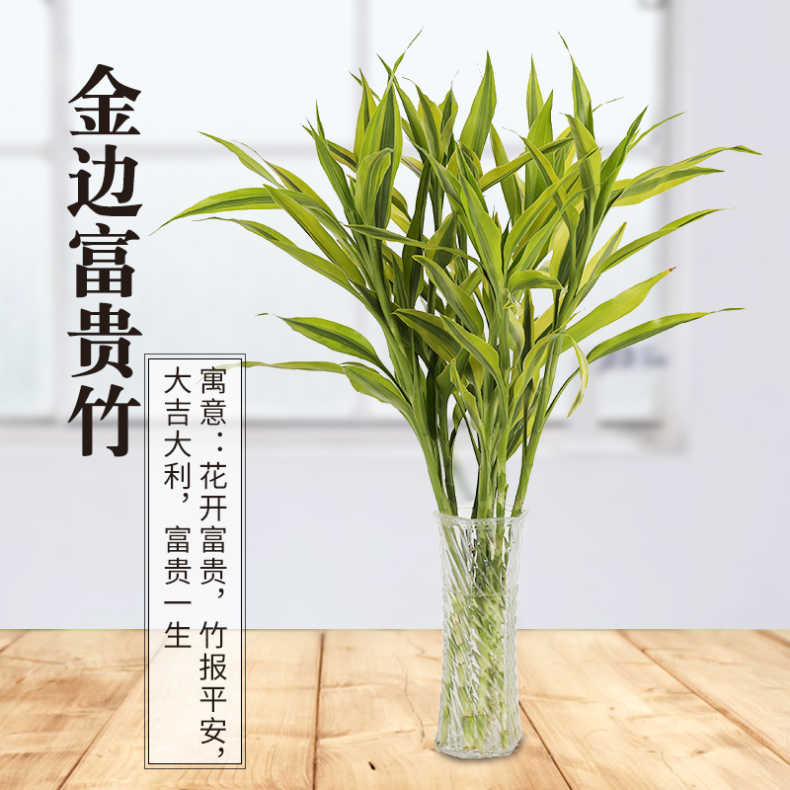 富贵竹水养转运竹富贵竹花瓶观音竹水培植物盆栽花卉绿植盆栽室内