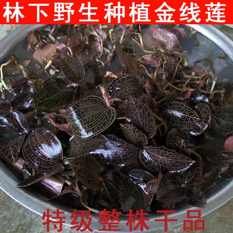 88592-金线莲 干品 特级 福建 南靖野生种植金线莲养生茶 正品-详情图