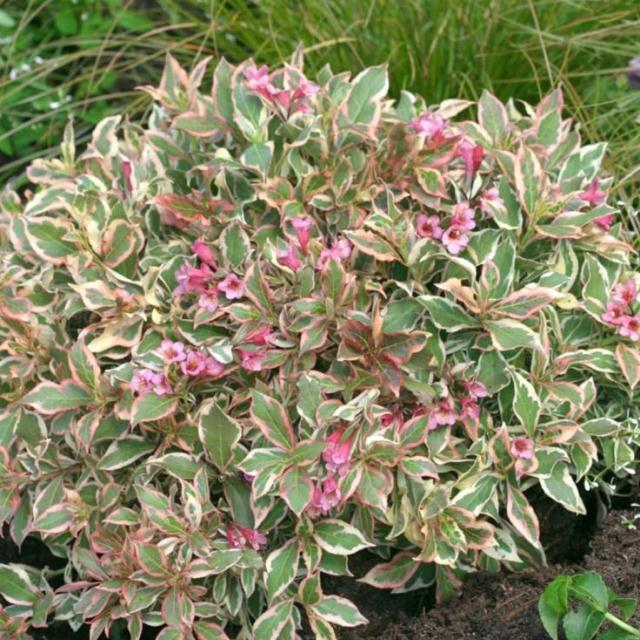 花叶锦带盆栽花苗 2加仑大苗室外庭院花镜花园植物花卉多年生灌木【3