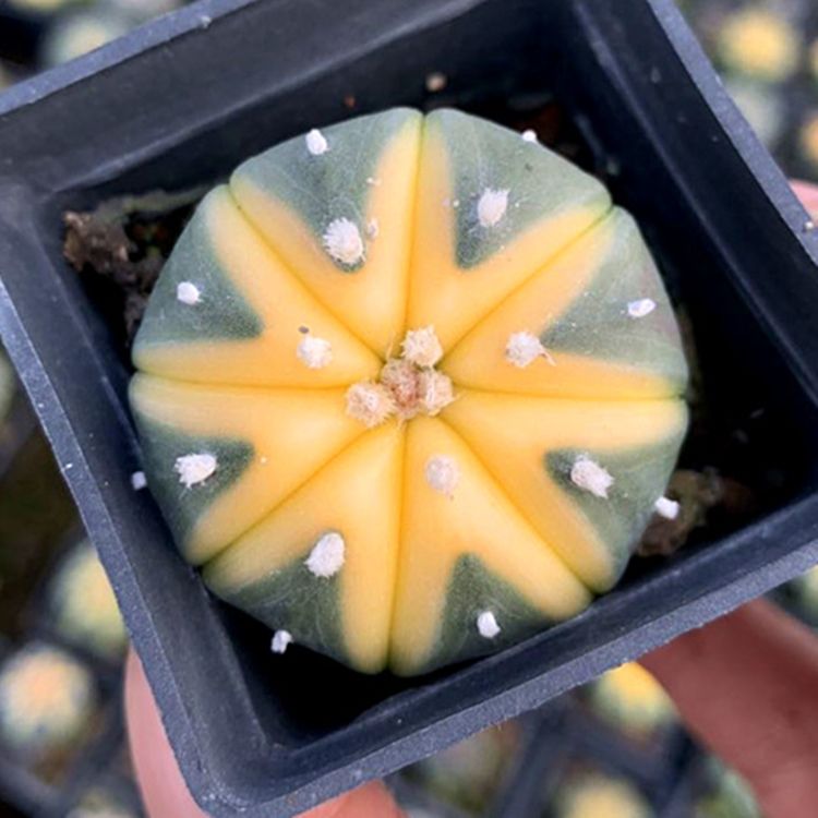 新款西瓜球星兜仙人球金星兜多肉植物盆栽室内客厅防辐射绿植花卉