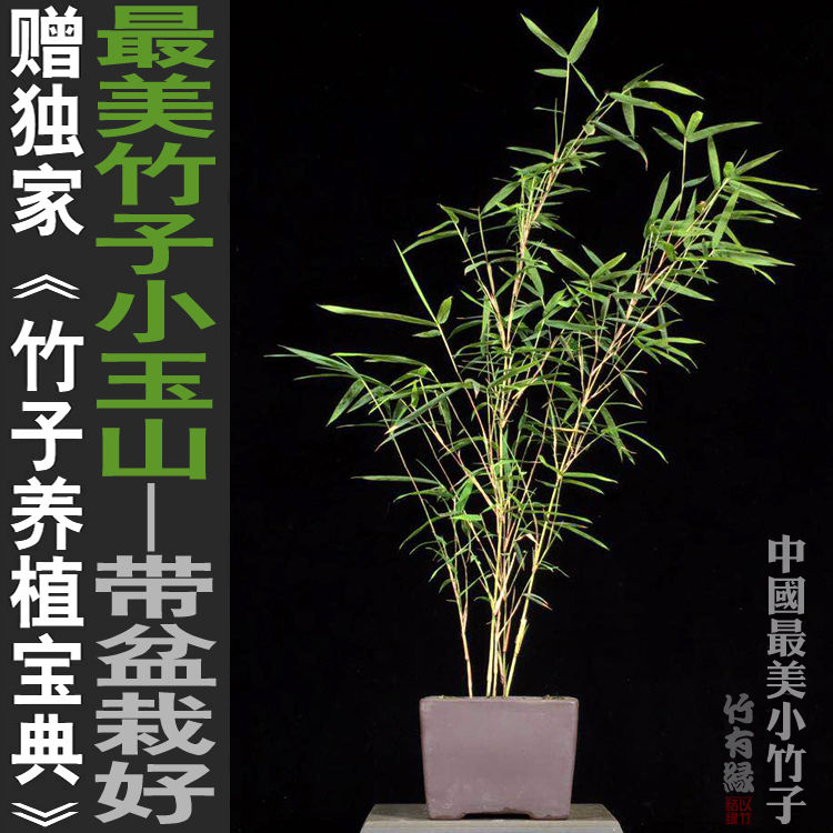 小玉山竹油竹子观赏竹迷你小竹子苗室内绿植竹盆栽竹盆景基地直销