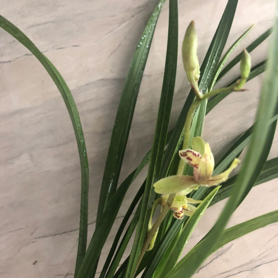 小桃红又名玉华兰花金边建兰四季兰兰花苗花卉盆栽浓香