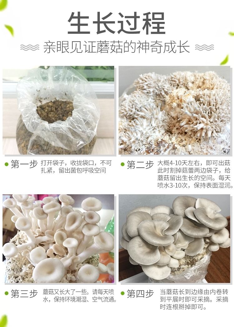 【四季种植】家庭蘑菇菌包食用菌室内蘑菇种植菌棒姬菇菌种菌菇包