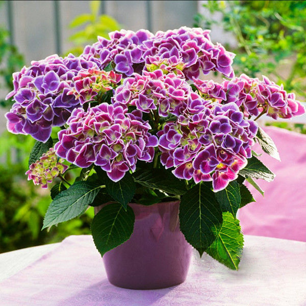 彩色绣球花苗2棵四季开花无尽夏绣球盆栽庭院多色八仙花阳台花卉【3月