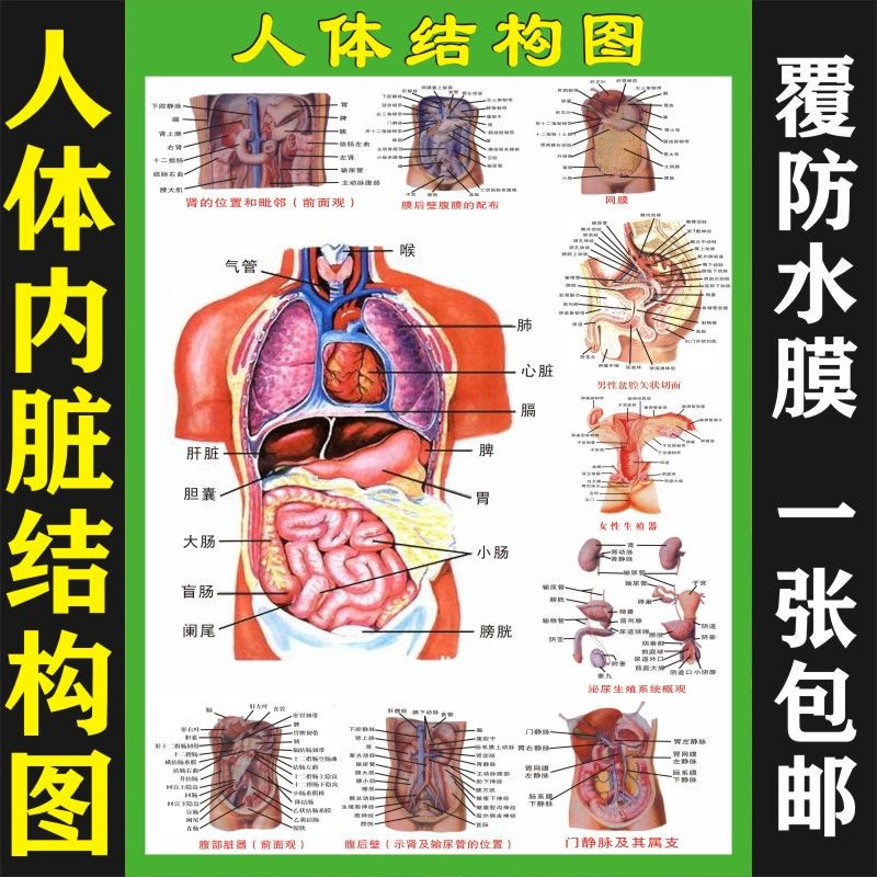 人体内脏解剖系统示意图医学宣传挂图人体器官心脏结构图医院海报