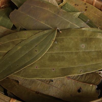 大桂叶500克包邮 大月桂树叶桂皮香料调料