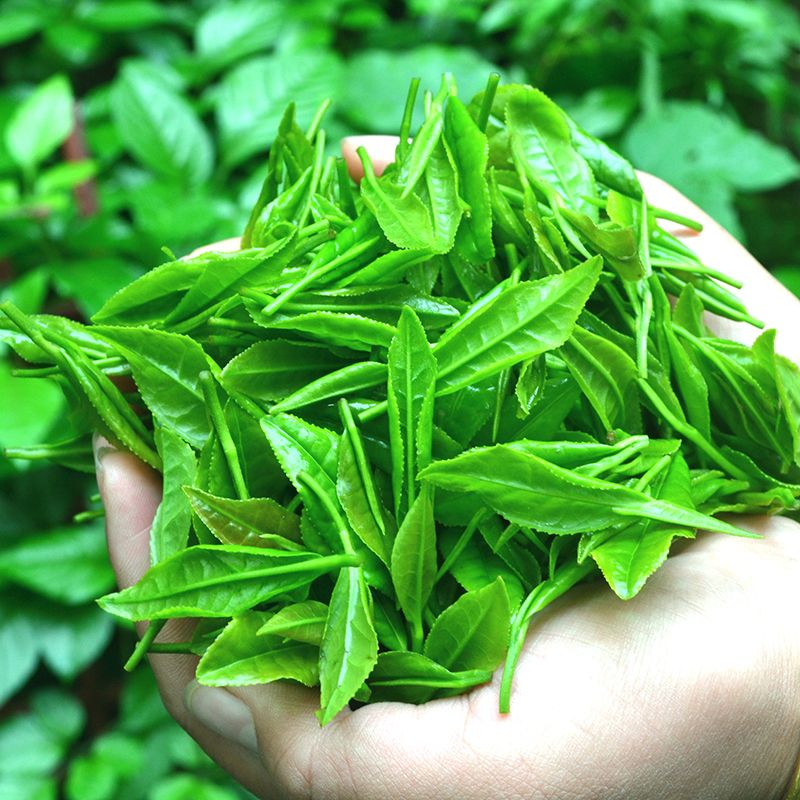 茶叶 绿茶 龙井茶2019新茶 浓香型 明前西湖龙井茶 250g 袋装