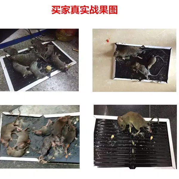 Rodent company special mouse sticker sticky mouse board striped mouse board rodent rodent sticky mouse paste super strong mousetrap