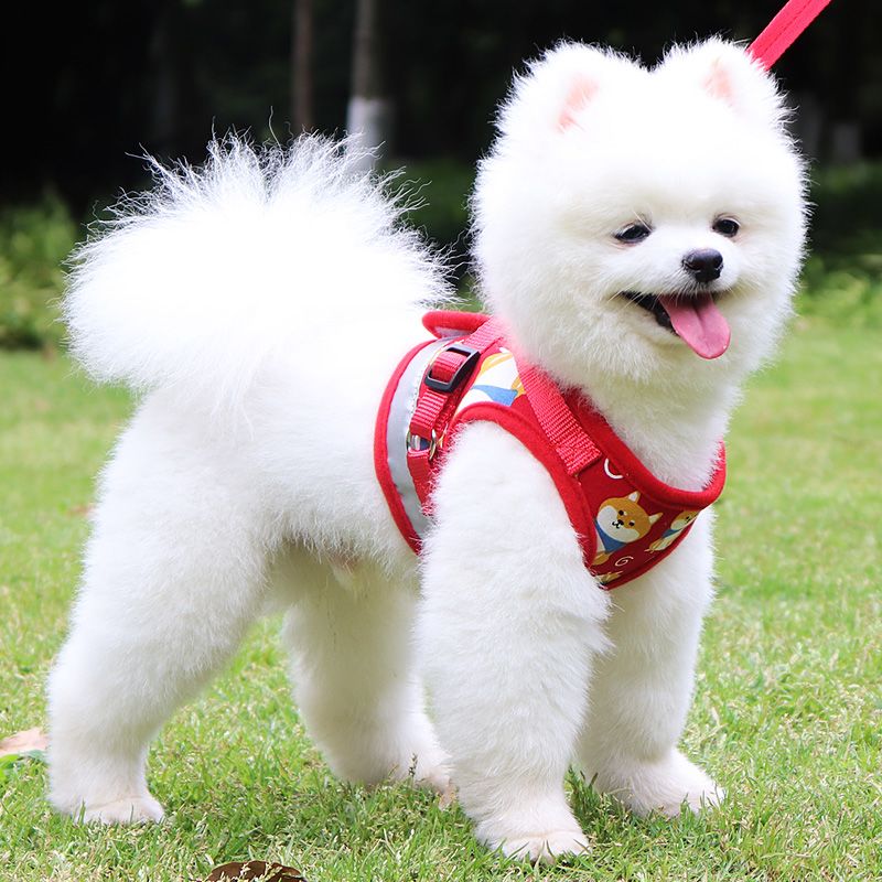 狗狗牵引绳小型犬比熊泰迪中型犬博美背心式狗链子遛狗绳宠物用品