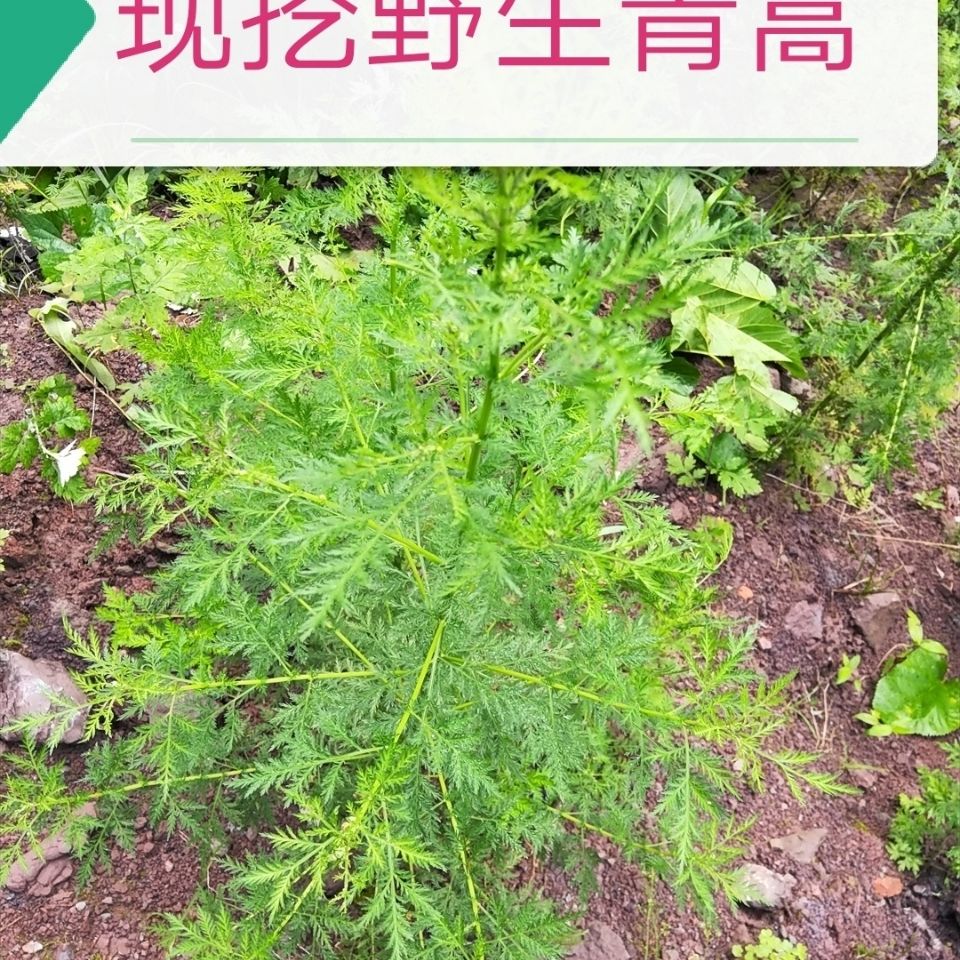 重庆发货绿草野生新鲜现挖干苦蒿青蒿驱蚊1斤包邮