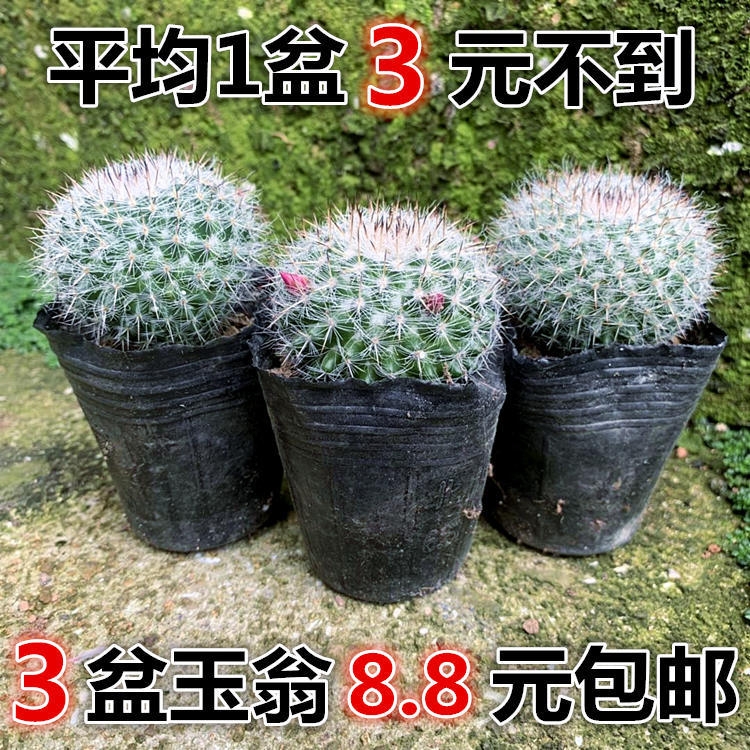 緋花玉開花的仙人球玉翁套餐盆栽室內多肉植物防輻射辦公桌仙人掌