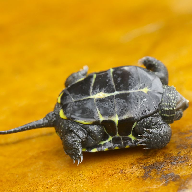 黑腹墨龟苗活体 全黑小乌龟活物外塘宠物龟苗镇宅龟风水龟招财龟