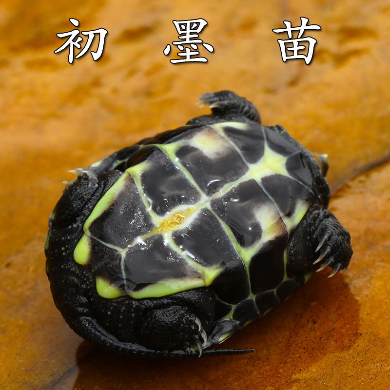 黑腹墨龟苗活体 全黑小乌龟活物外塘宠物龟苗镇宅龟风水龟招财龟