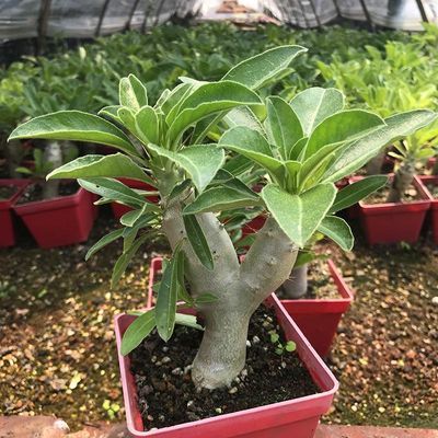 万众花都白马城实生块根很粗壮夹竹桃科易养防辐射绿植盆栽花卉 虎窝拼