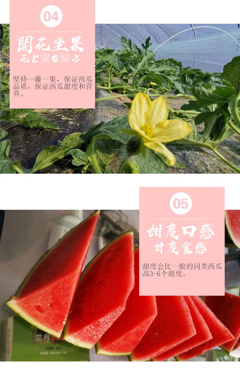包邮3-7斤包甜西瓜出口日本全美4k有机西瓜新鲜水果批发自然熟