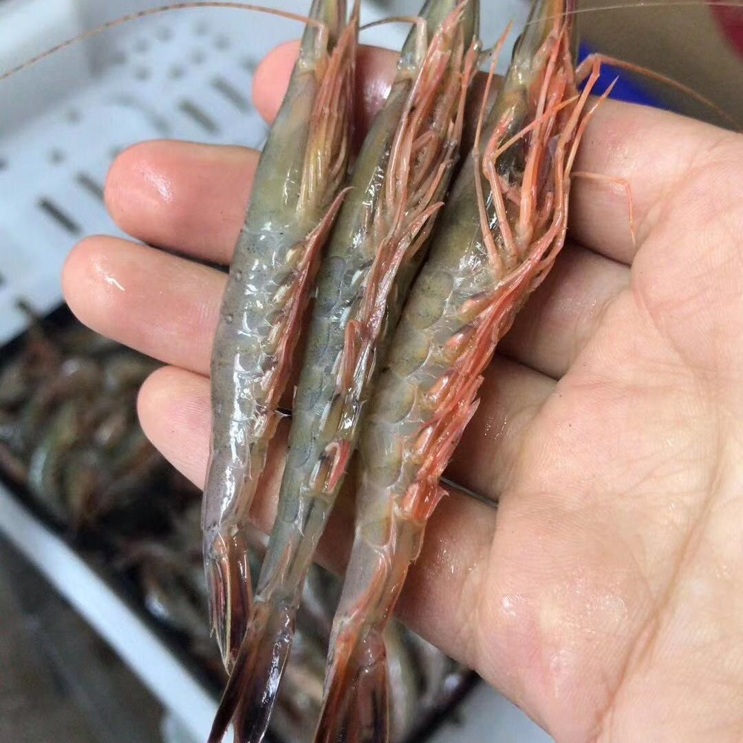 舟山东海野生青壳滑皮虾鲜活上岸船冻条虾舟山特产活皮虾新鲜速冻